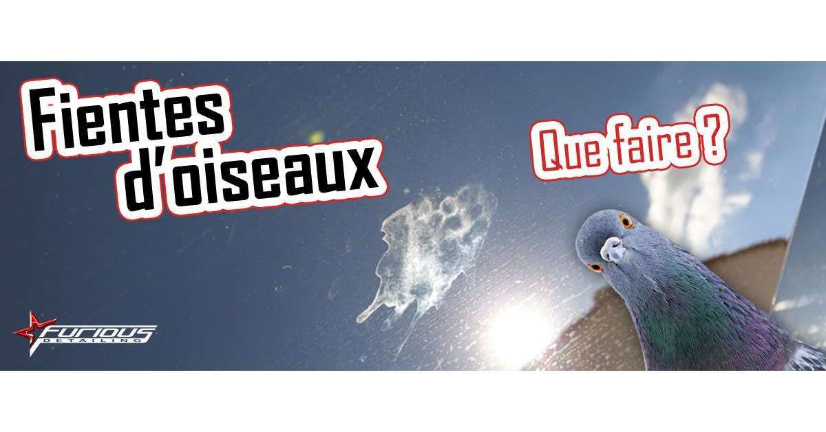 Fientes d'oiseaux et traces persistantes sur le vernis, que faire ?